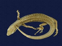 藏品(印度蜓蜥)的圖片